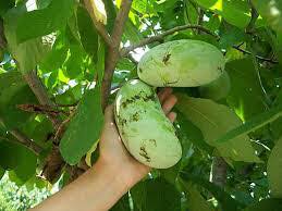 Ripe pawpaw fruit being harvested directly from the tree at a Wisconsin U-Pick orchard