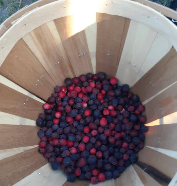 Freshly picked juneberries collected in a wooden harvest basket during U-pick season