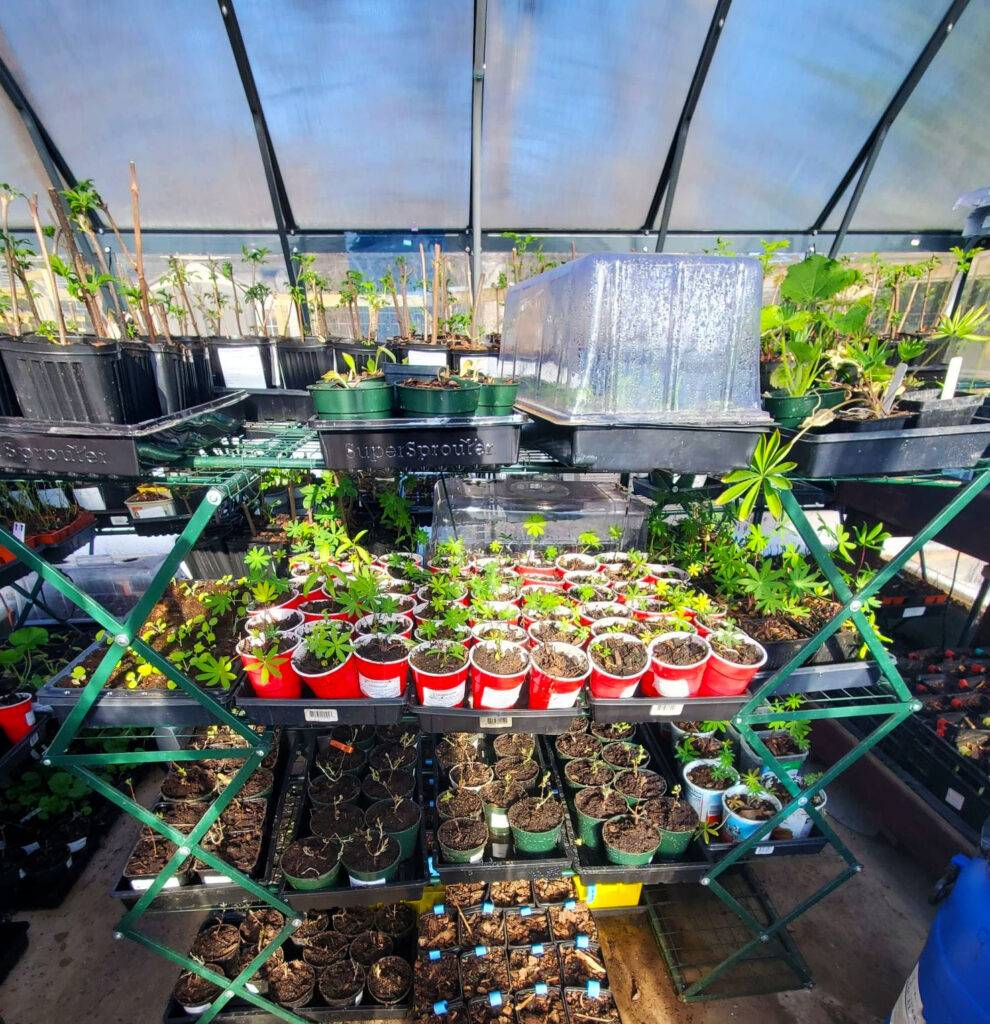 Seedling trees growing in pots inside a greenhouse, representing tree sponsorship support at Nuts About Dee’s Berries.