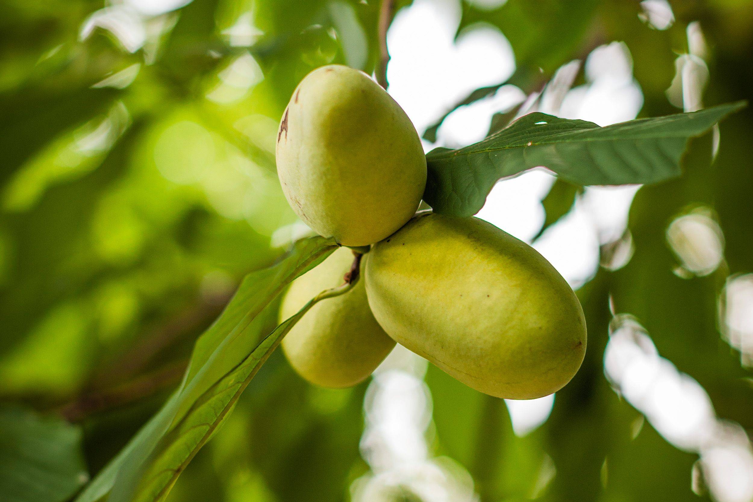 Cluster of ripening pawpaws hanging from a tree branch