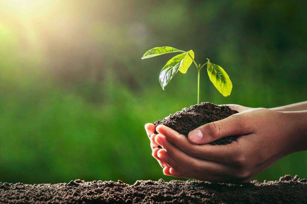 Hands gently holding a young tree seedling, symbolizing growth and sustainable farming