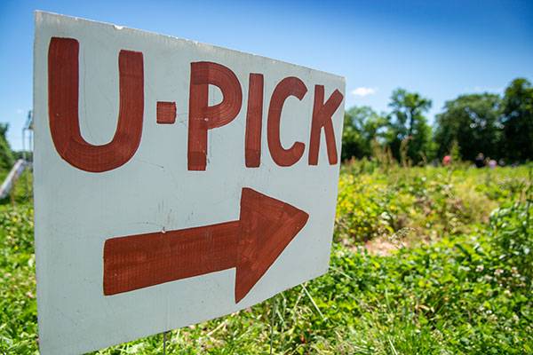U-Pick sign at the entrance of a family-friendly farm