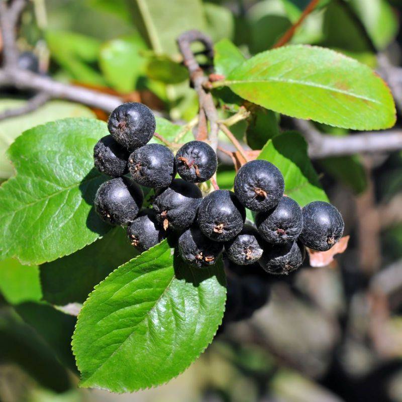 Aronia - Fresh Fruit - Image 2