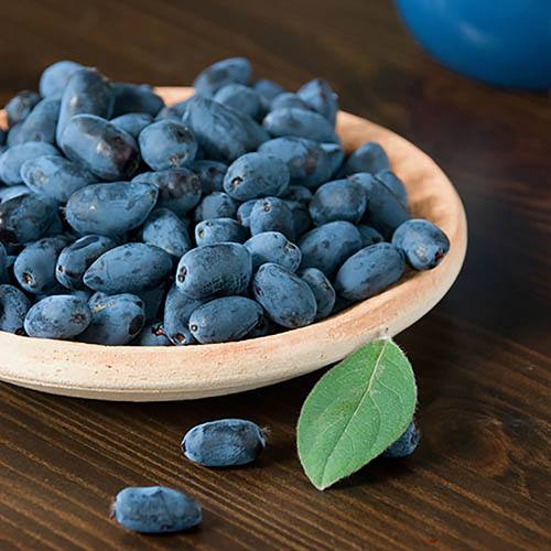 Honeyberries - Fresh Fruit