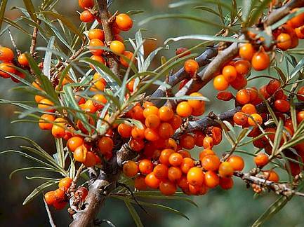 Sea Buckthorn - Fresh Berries - Image 3