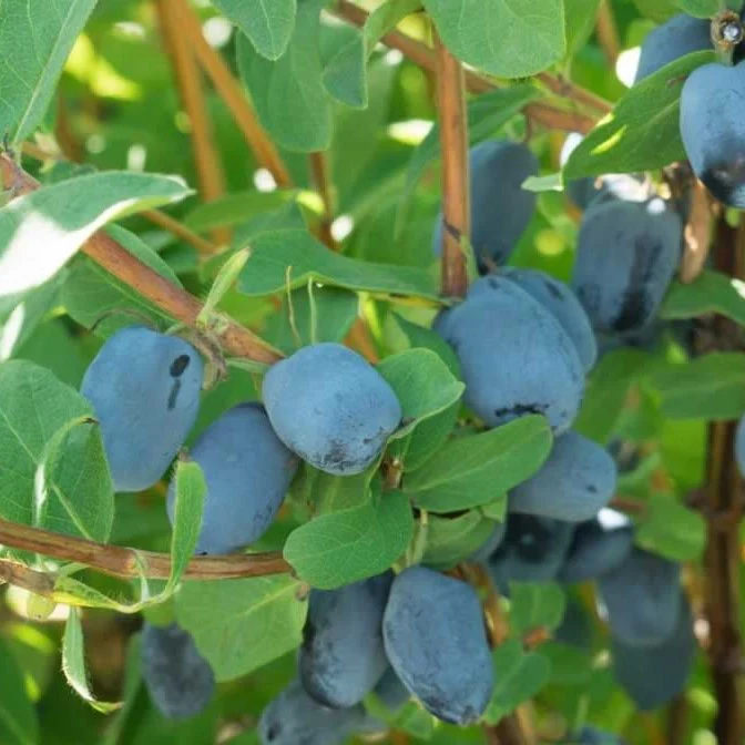 Honeyberries - Fresh Fruit - Image 3