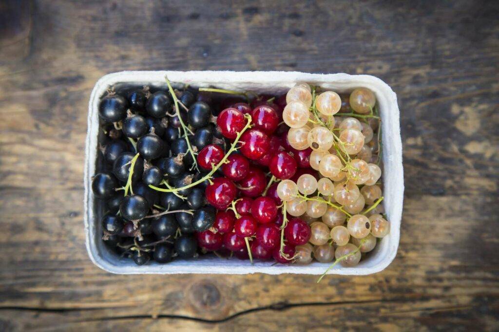 Fresh black currants alongside red and white currants, displayed for tasting and fresh eating.