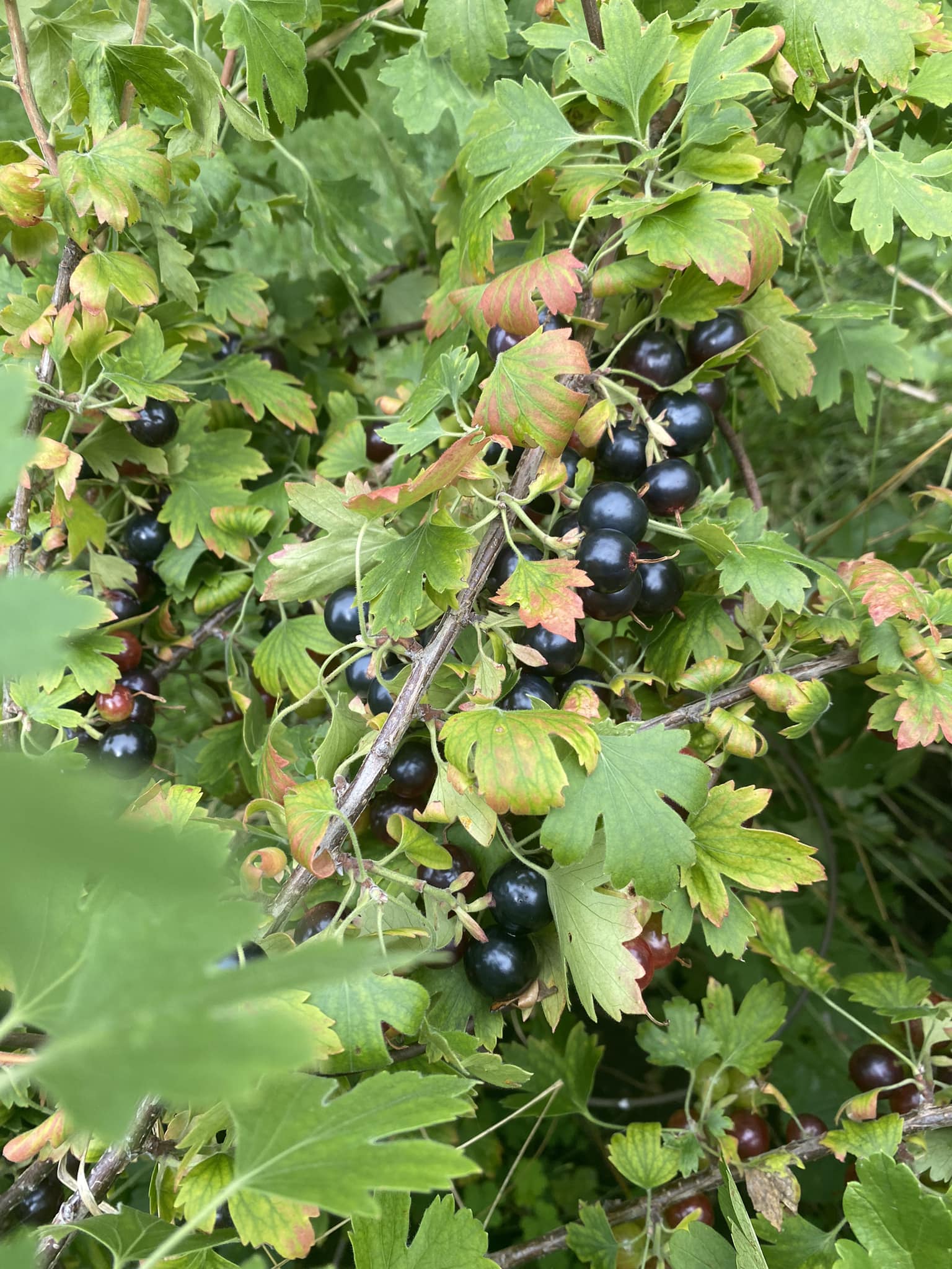 Crandall Clove black currants ripening at Nuts about Dee's Berries U-pick farm