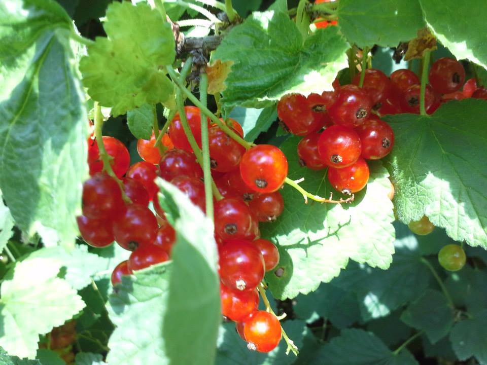 Currants - Fresh Berries - Image 5
