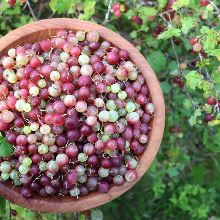 Gooseberries - Fresh Fruit