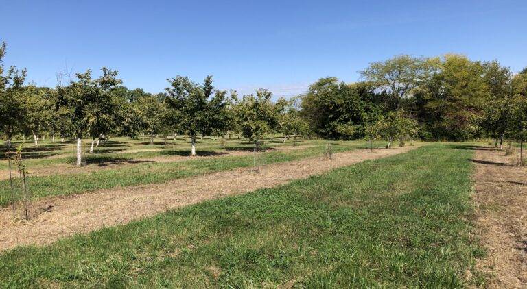 Tree Sponsorship Level 1