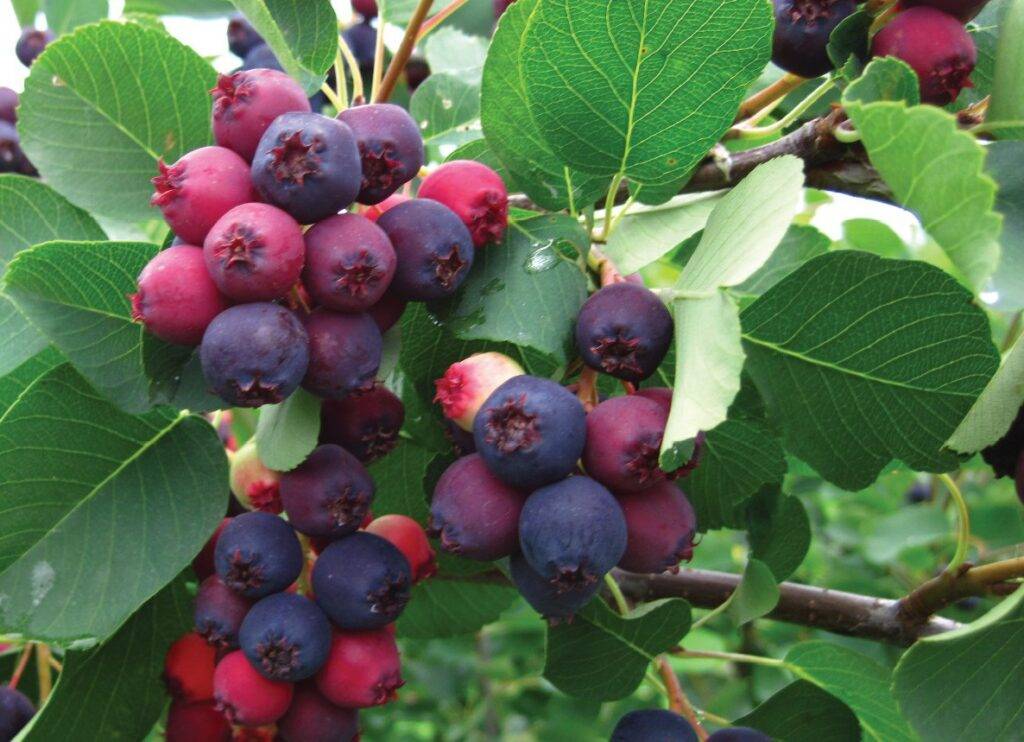 Bowl of freshly picked Juneberries from a U-pick fruit and nut farm