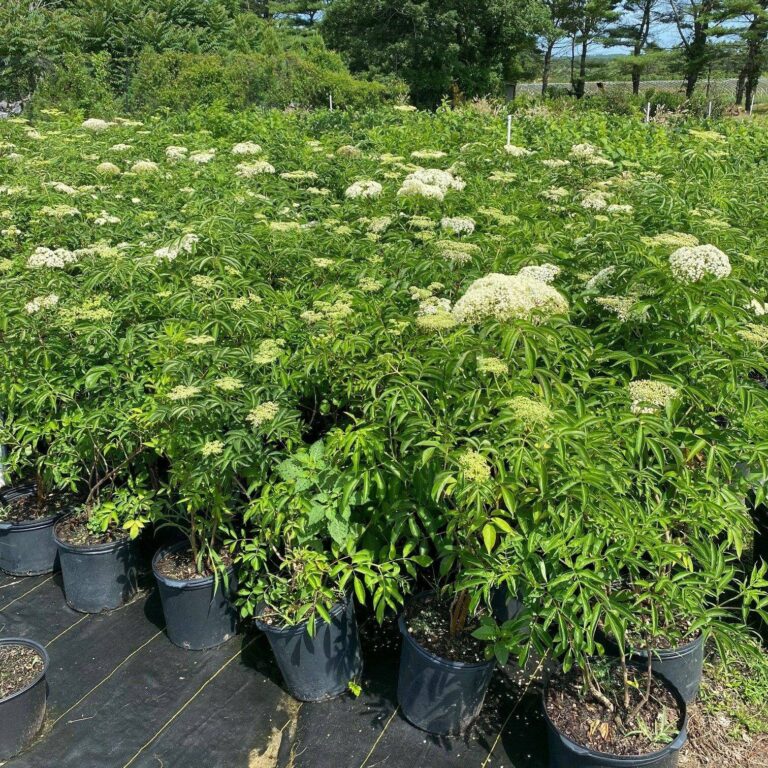 Elderberry Live Plants