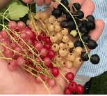 Currants - Fresh Berries - Image 2