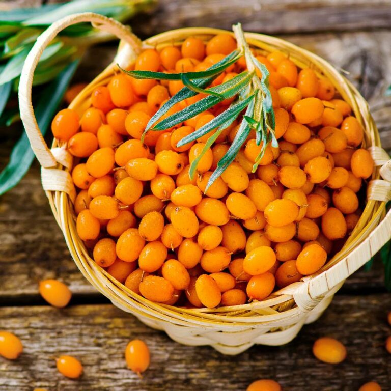 Sea Buckthorn - Fresh Berries