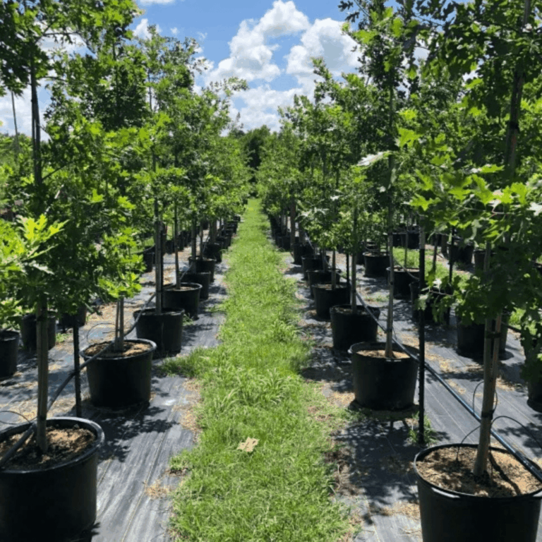 Rows of young trees in pots under the sun, representing Level 3 sponsorship support at Nuts About Dee’s Berries.