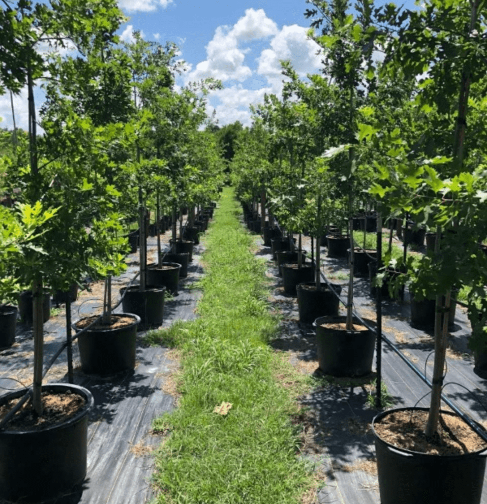 Rows of young trees in pots under the sun, representing Level 3 sponsorship support at Nuts About Dee’s Berries.