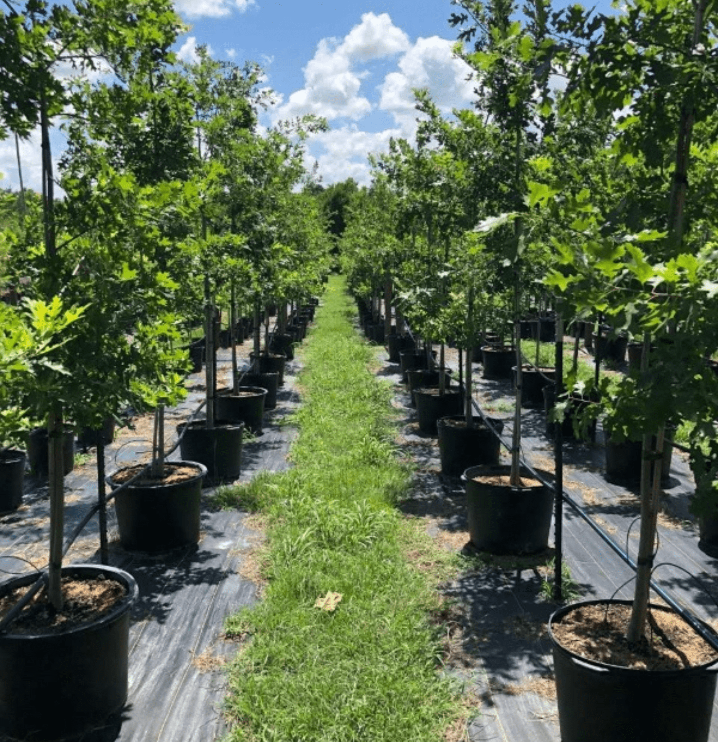 Rows of young trees in pots under the sun, representing Level 3 sponsorship support at Nuts About Deeβs Berries.