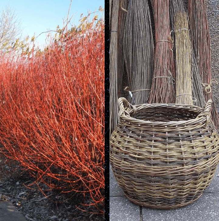 German Basket Willow Live Plant