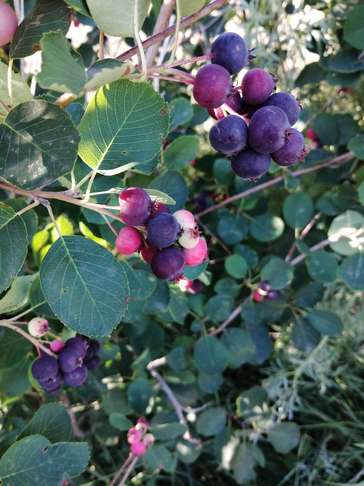 Ripe Juneberries growing on the bush among green leaves | Juneberry U-Pick in Wisconsin