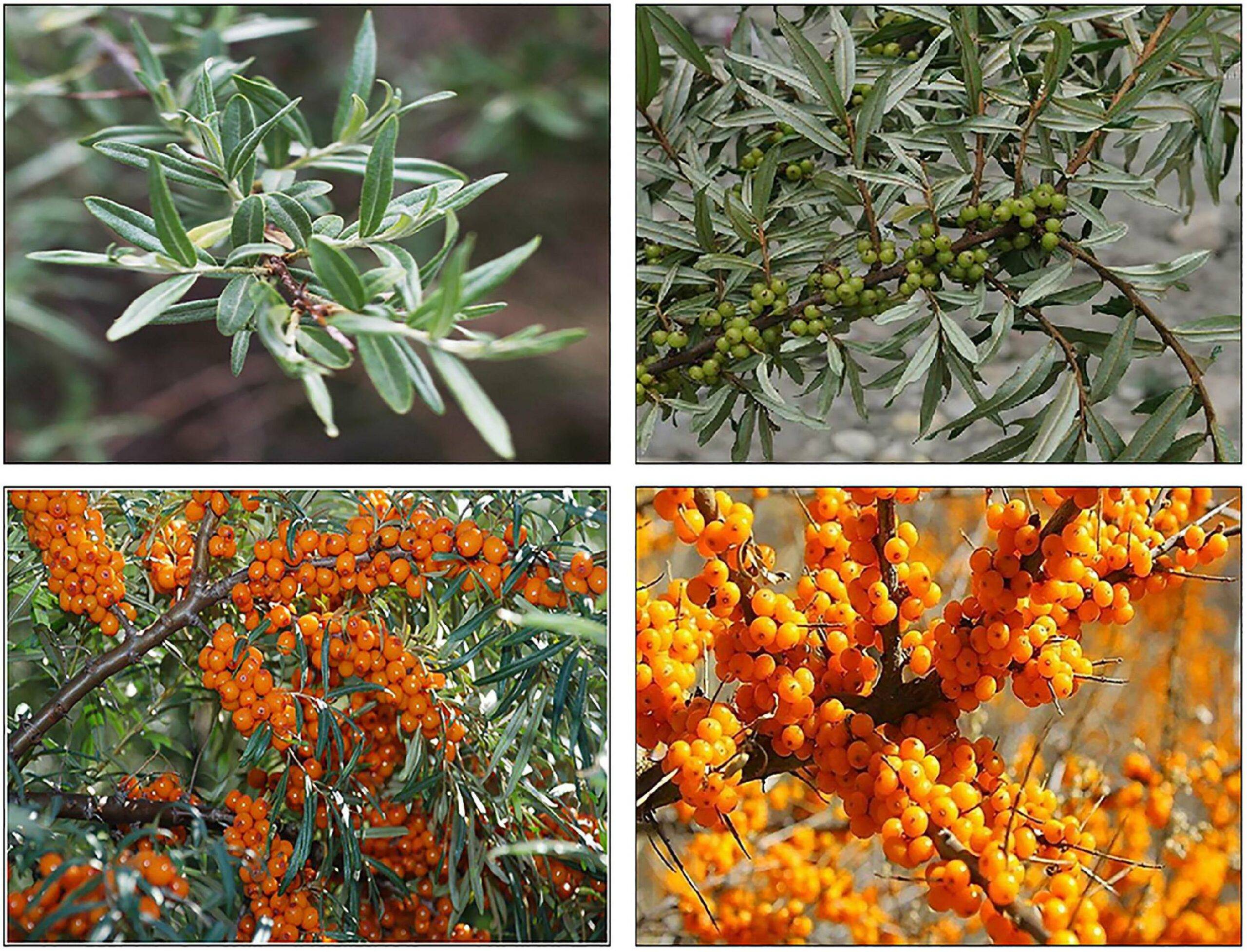 Sea Buckthorn - Fresh Berries - Image 2