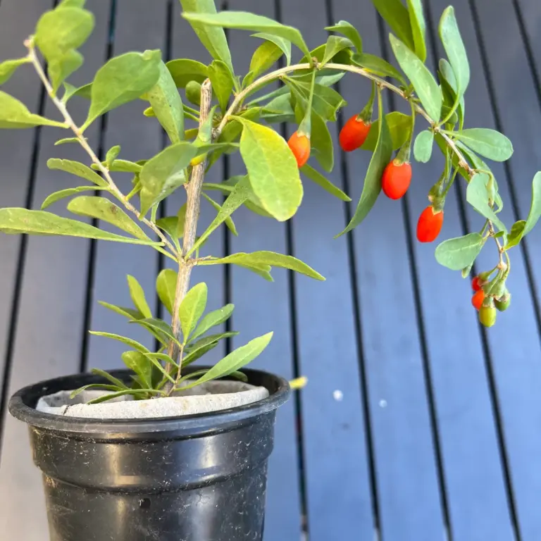 Goji Berry - Fresh Fruit