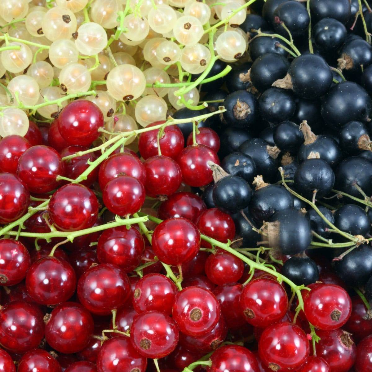Black, red, and white currants harvested from the farm near crops of Aronia berry