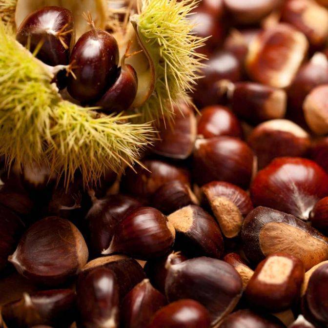 Close-up of ripening chestnuts emerging from spiny burrs