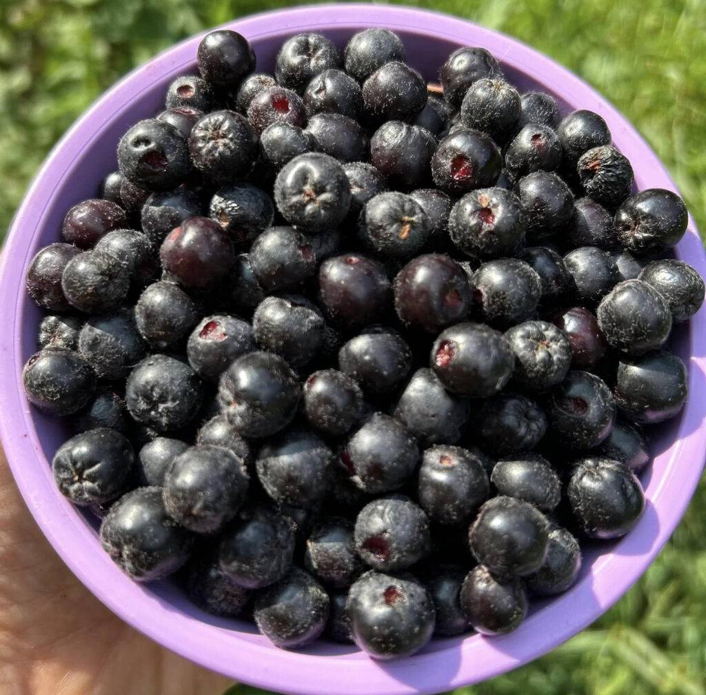 Bowl of fresh Aronia berries