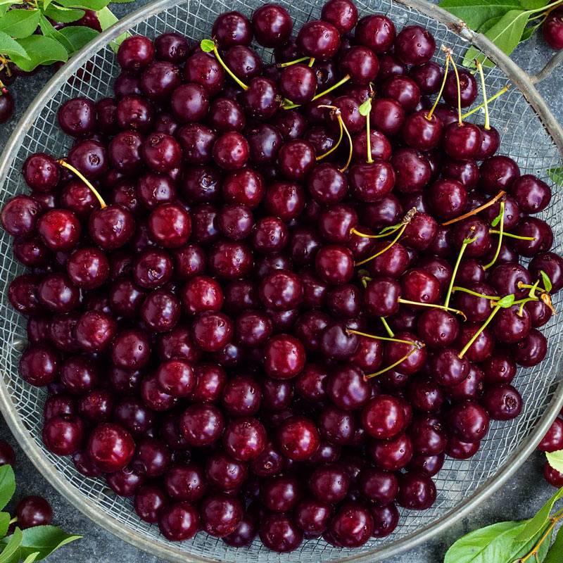 Bowl filled with fresh-picked Juliet cherries