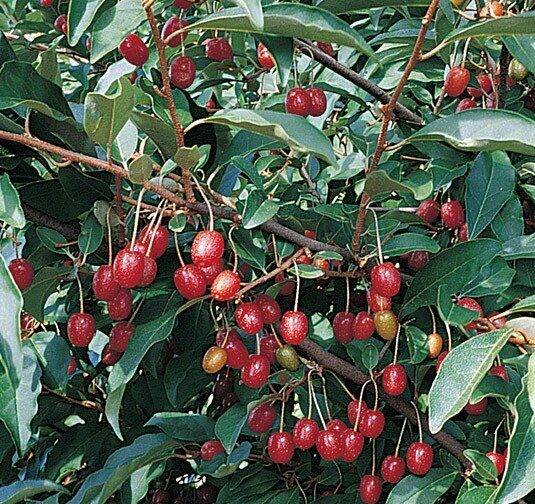 Goumi berries (Elaeagnus multiflora) with clusters of ripe red fruit among green leaves.