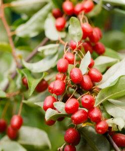 Cluster of ripe red goumi berries (Elaeagnus multiflora) hanging on a leafy branch.