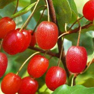 Close-up of ripe red goumi berries (Elaeagnus multiflora) on the branch.