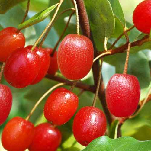 Close-up of ripe red goumi berries (Elaeagnus multiflora) on the branch.