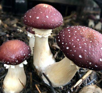 Cluster of wine cap mushrooms with reddish caps and white stems growing in garden mulch.