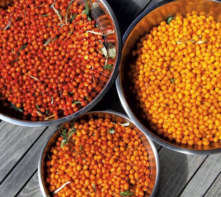 Sea Berries - Fresh Berries