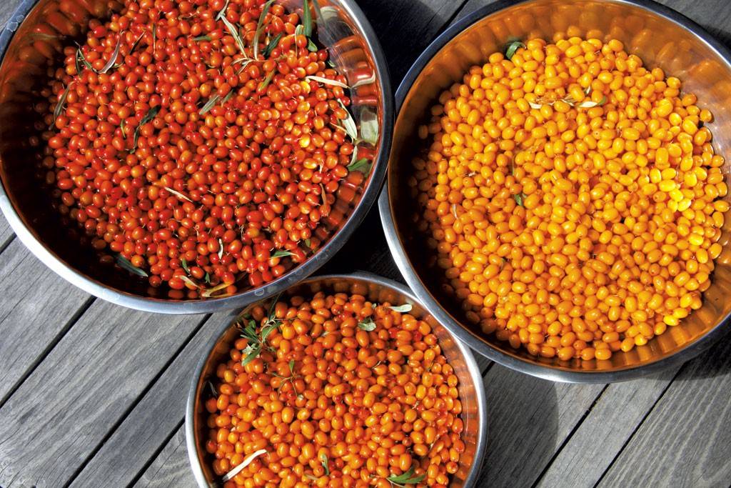 Sea Berries - Fresh Berries