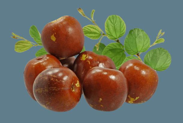 JuJube - Fresh Fruit