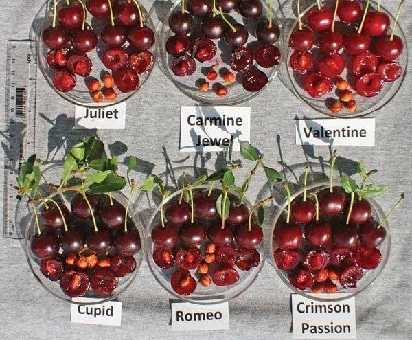 Various bush cherry varieties ripening at Nuts about Dee's Berries U-pick farm