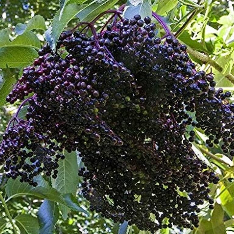 Clump of ripe elderberries growing on the bush at a U-pick farm.