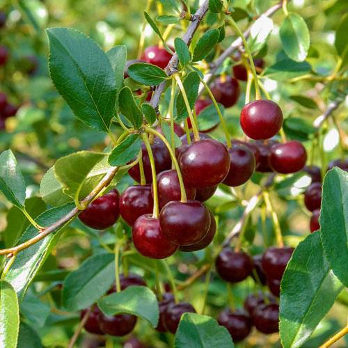 Various bush cherry varieties ripening at Nuts about Dee's Berries U-pick farm