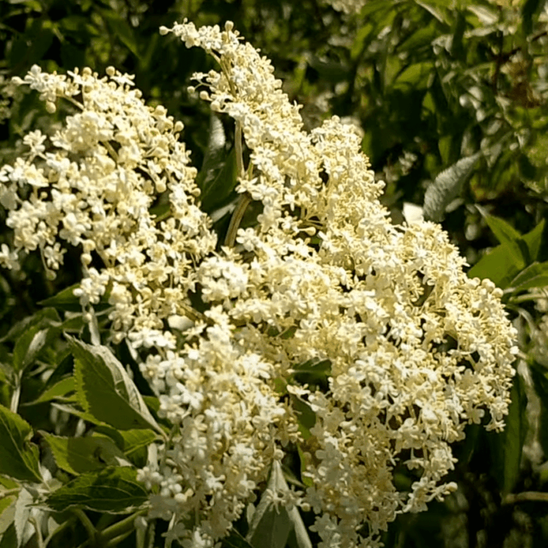 Elderflower