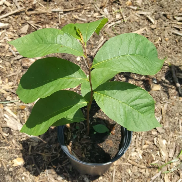 PawPaw - Live Plant