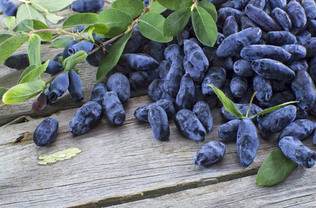 Pile of honeyberries on a table beside other crops known for Aronia berry benefits