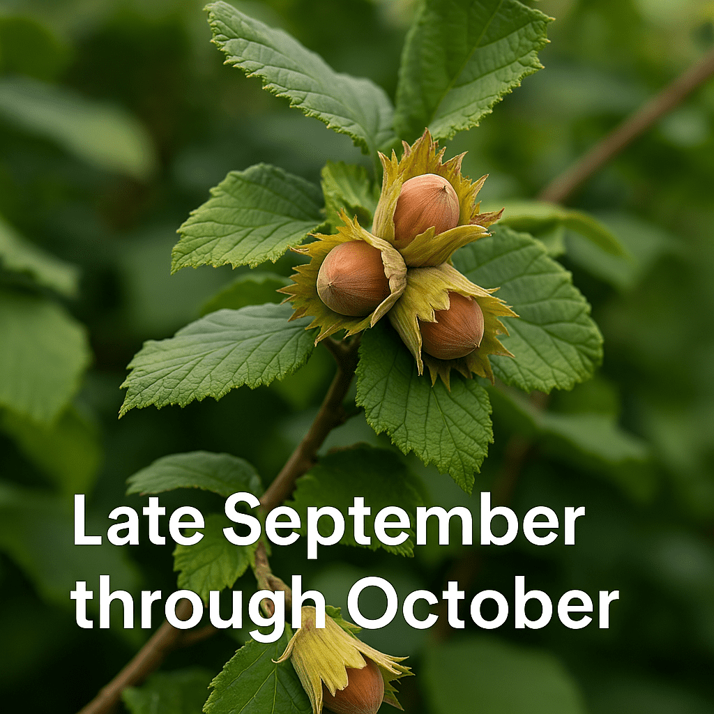 Hazelnuts on the bush at peak ripeness, highlighting the seasonal harvest of Hazelnuts from late September through October. Try them today at our Wisconsin Hazelnut U-Pick.