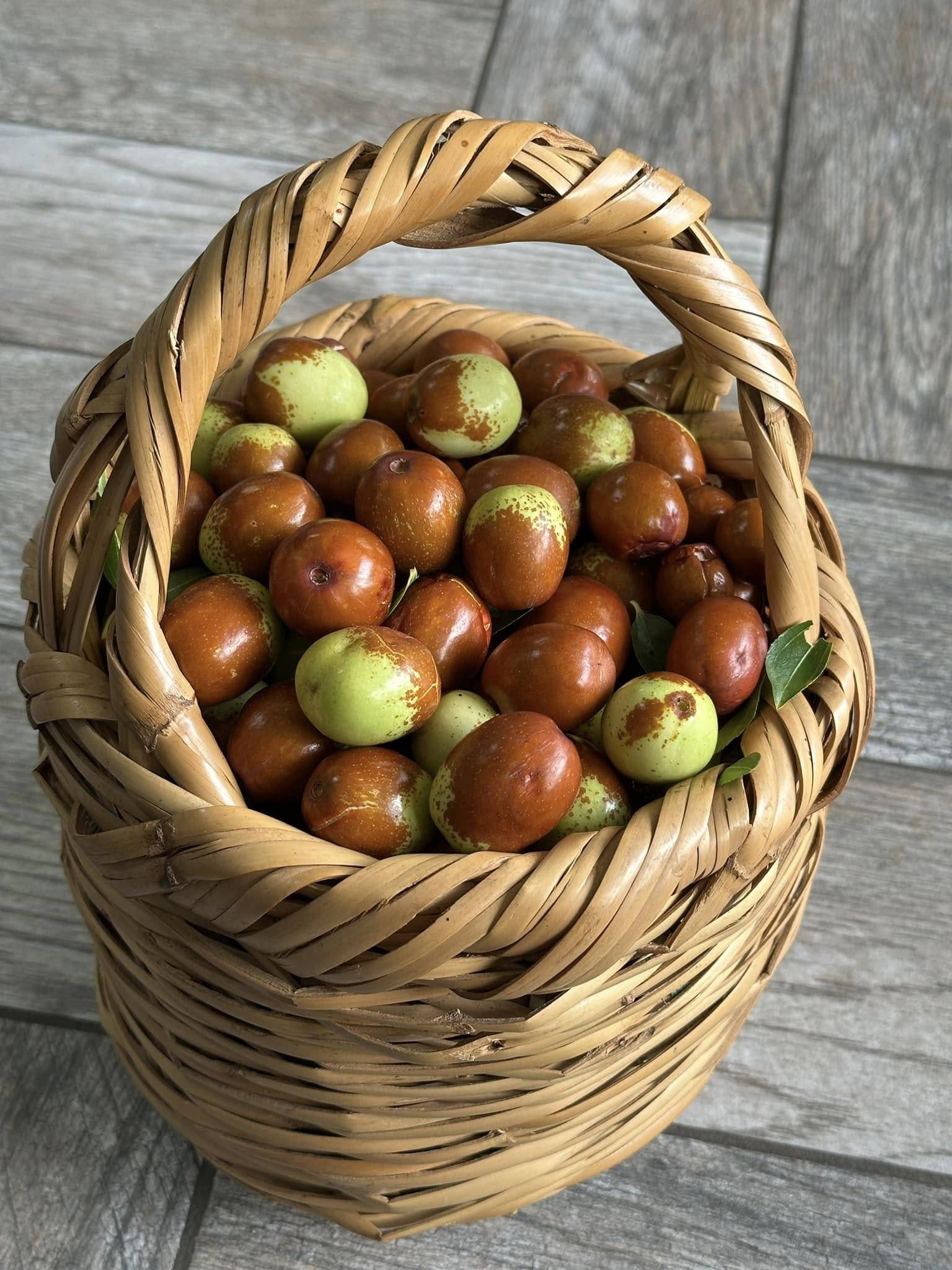 Basket filled with ripe jujube fruit from our Jujube U-pick in Wisconsin