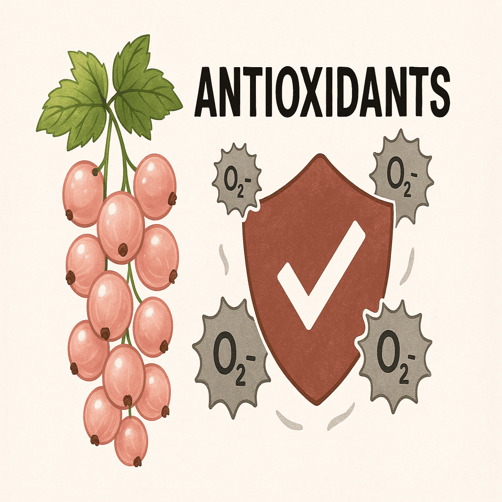 Antioxidant-rich pink currants highlighted for Pink Currant U-Pick and their free radical–fighting benefits