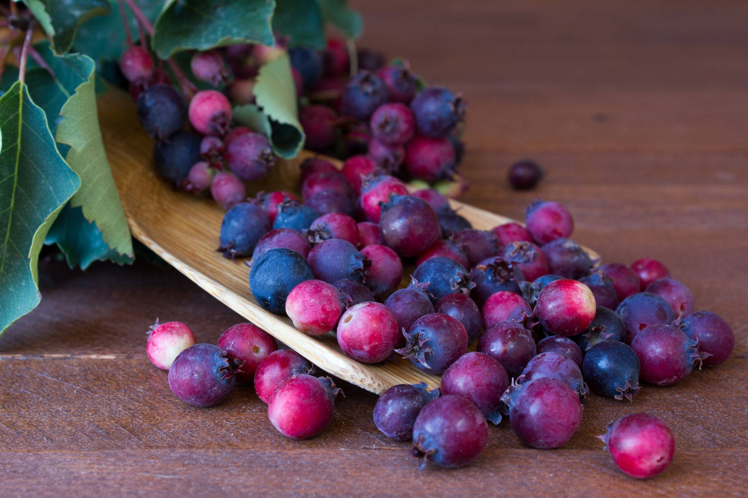 Fresh Juneberries spilling out onto a rustic table at our Juneberry U-pick Wisconsin farm