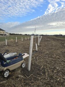 Young jujube trees planted in protective tubes at Nuts About Dee’s Berries during early November 2025, with a wagon of tools in the foreground.