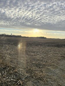 Sunset over the amended field at Nuts About Dee’s Berries, with light reflecting across the harvested ground in late fall.